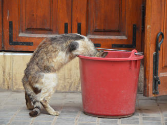 Marrakesh - Kat in een bakkie