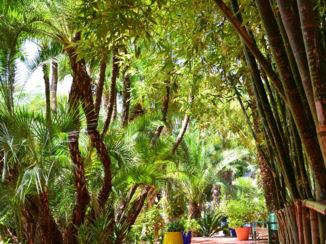Marrakesh - De tuinen van Jardin Marjorelle