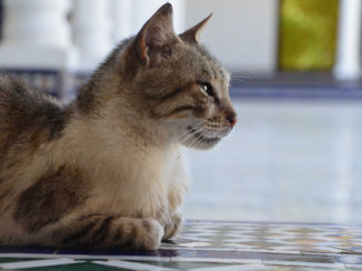 Marrakesh - De bewaker van Bahia Palace