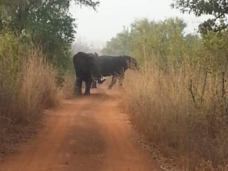 Ghana - Olifanten