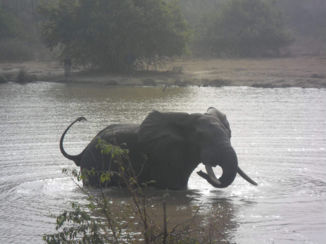 Ghana - Olifant