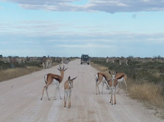 Riksja Namibië & Botswana - Etosha NP