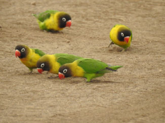 Tarangire National Park
