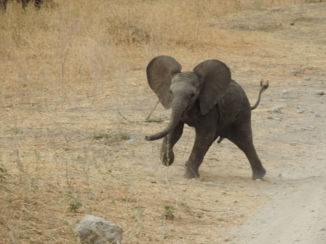 Tarangire National Park
