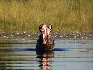 Okavango Delta - Blaffende honden bijten niet?