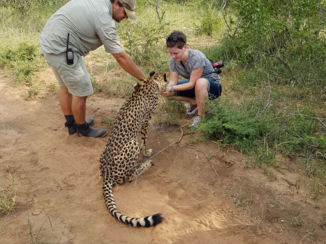 ANWB Vakantie - Cheetah!
