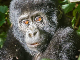 Oeganda - Berggorilla