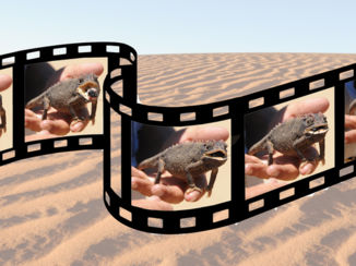 Namibië - Swakopmund. Leuke excursie met Tommy, op zoek naar 'The little five'