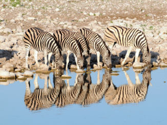 Namibië - Zebra's in Etosha