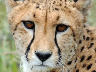 Namibië - Op bezoek bij een Cheetahfarm