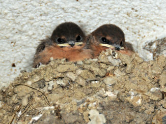 Namibië - Een zwaluwnestje bij Gross Barman Hotsprings