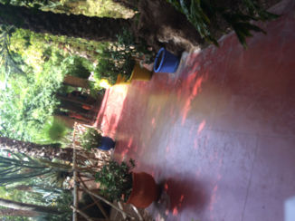 Marrakesh - Yves saint laurant garden