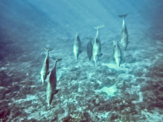 Stranden van Zanzibar