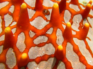 Stranden van Zanzibar