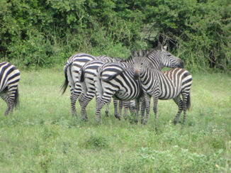 Oeganda - zebra's in het reservaat