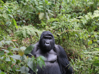Oeganda - Gorilla tracking in Bwindi Impenetrable Forest
