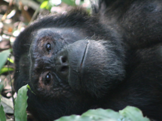 Oeganda - Chimp tracking Kibale NP