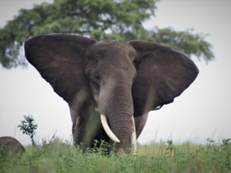 Oeganda - Hundreds of elephants in Murchinson NP