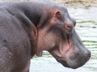 Oeganda - Hippo's at Queen Elisabeth NP