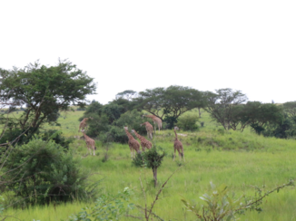 Oeganda - Giraffes in Murchinson NP
