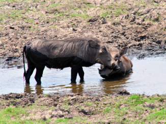 Chobe National Park - Wrattenzwijntjes