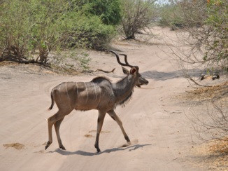 Chobe National Park - Kudu
