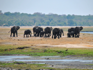 Chobe National Park - Olifanten