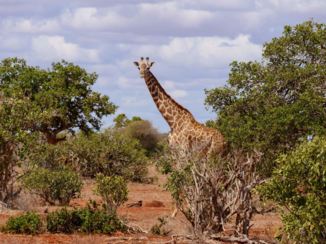 Kenia - Giraffe