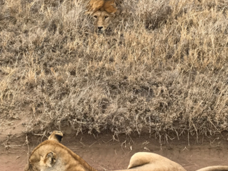 Serengeti National Park - Leeuwen op 1mtr afstand