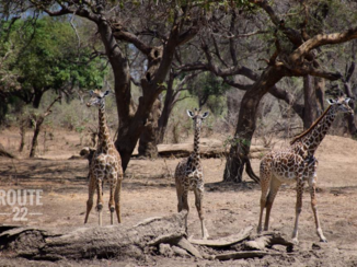 South Luangwa National Park - Drinken voor de tent