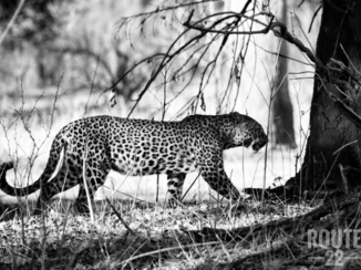 South Luangwa National Park - Kitty