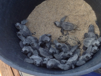 Kaapverdië - Jonge schildpadjes net uit het ei.