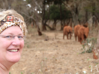 Kenia - Visit orphanages baby elephants David Sheldrick wildlife Trust