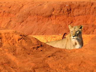 Kenia - Tsavo east National Park