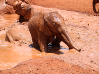 Kenia - Baby elephants taking a mud bath