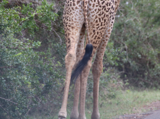 Kenia - Lange slanke benen steken de zandweg over