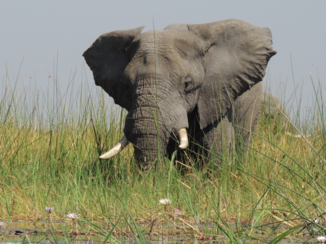 Botswana - Okavango, delta
