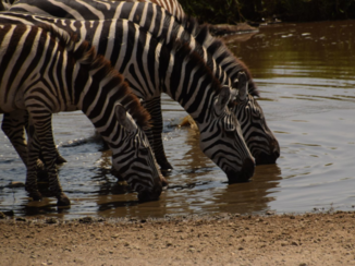 Serengeti National Park