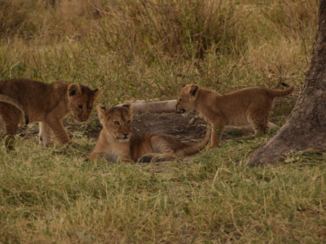 Serengeti National Park