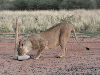 Botswana - Tijdens het eten kwam deze leeuw op onze camping voorbij en dronk water of het de normaalste zaak van de wereld was.
