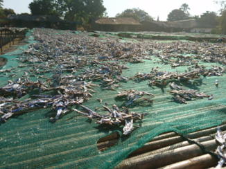 Malawi - Drogen van vis bij Lake Malawi