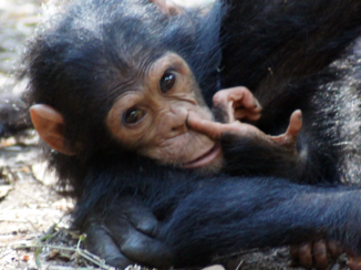 Tanzania - Het zijn net mensenkinderen