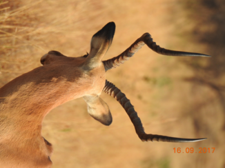 Krugerpark - impala