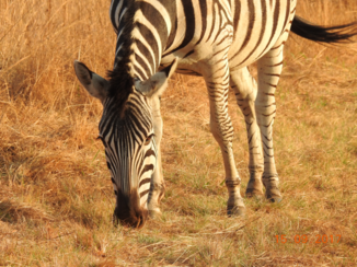 Krugerpark - zebra