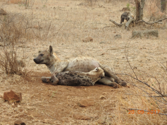Krugerpark - hyena