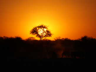 Moremi Game Reserve - Ethosa