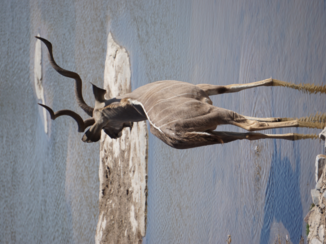 Moremi Game Reserve - Ethosa - Halali