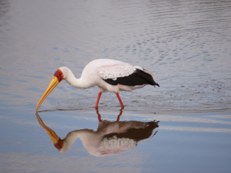 Moremi Game Reserve - Moremi Game Reserve