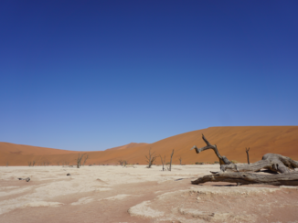 Moremi Game Reserve - Sossusvlei - Deathvlei
