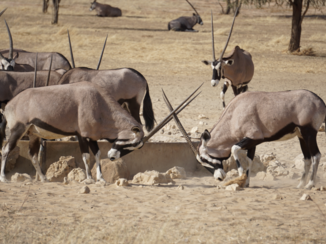 Moremi Game Reserve - Kgalagadi Transfontier Park